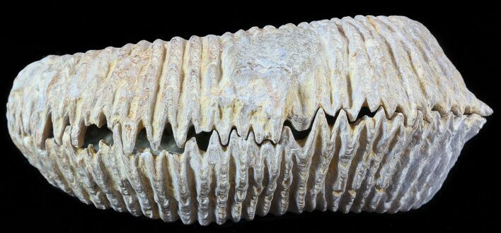 Cretaceous Fossil Oyster (Rastellum) - Madagascar #49874